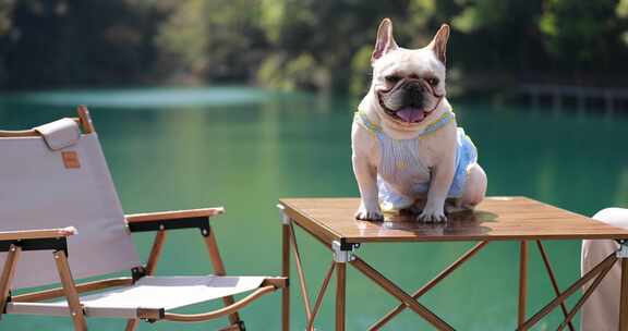湖边坐在椅子上的法国斗牛犬