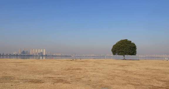 湖边开阔草地上一棵孤独的树后的城市远景