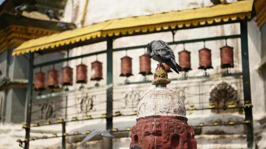 祈祷轮，尖塔，寺庙，鸽子