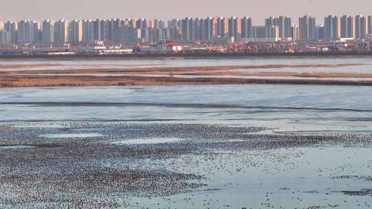 湿地鸟浪