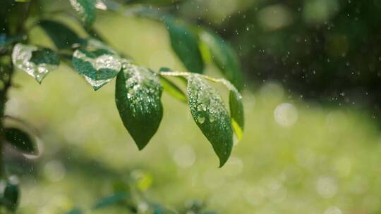 雨中植物特写