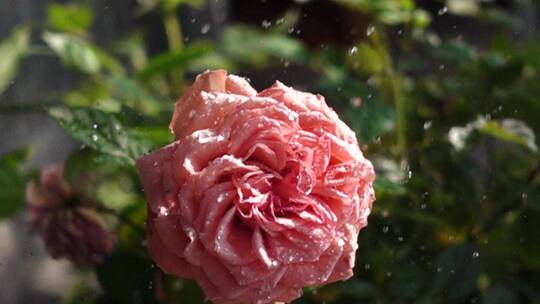 慢镜头雨水打在玫瑰月季花