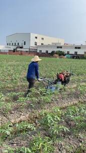 种植西红柿农耕菜田4K实拍视频