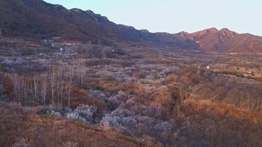 青岛樱花九上沟樱花