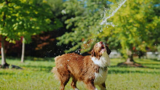 有趣的狗在喝软管里的水