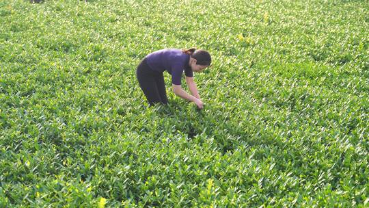 安溪采茶摘茶叶铁观音茶园采茶