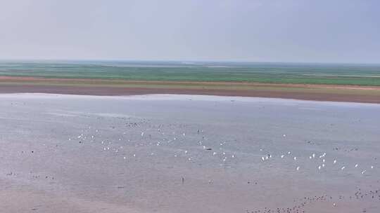 江西鄱阳湖湿地候鸟白鹤大雁