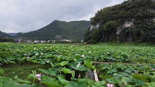 航拍贵州兴义布依族纳灰村田园荷花风光