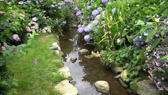 绣球花花园公园绿植植物园