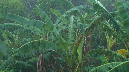 雨季雨打芭蕉树视频素材模板下载