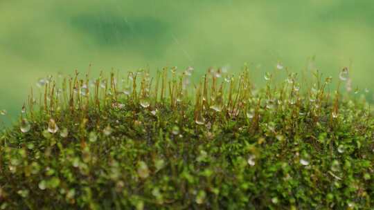 唯美青色大自然青苔雨露水珠微观生态