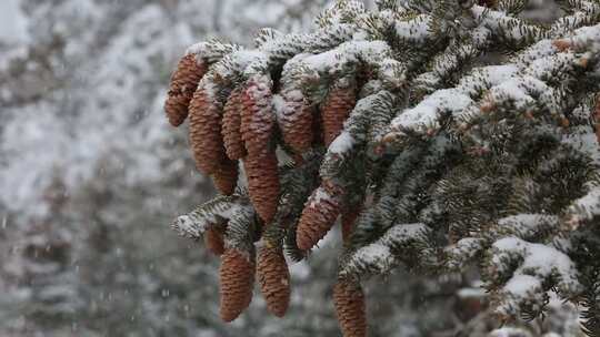 贺兰山金顶雪景视频 (19)