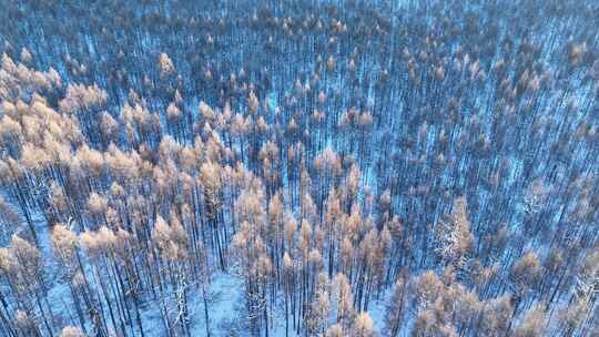 鸟瞰夕阳照耀的寒冬雪林