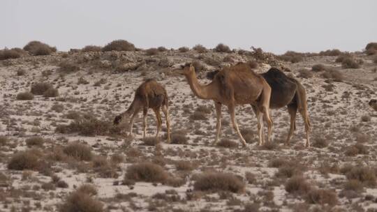 在沙漠中行走的骆驼群