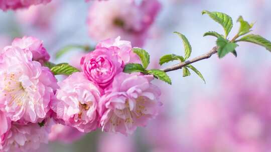花树春天的花重瓣榆叶梅小桃红开花视频素材模板下载