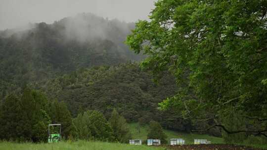 新西兰深山里的麦卢卡蜂蜜农场和野外蜂箱