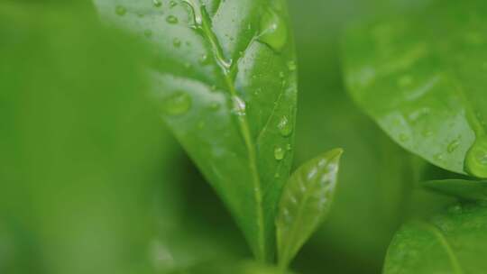 雨水滴在叶子上咖啡苗生长咖啡豆种植园采摘