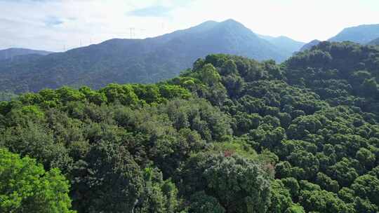 绿水青山