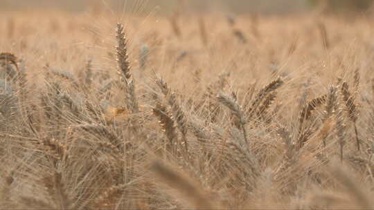 农村乡村田野小麦穗麦芒成熟丰收