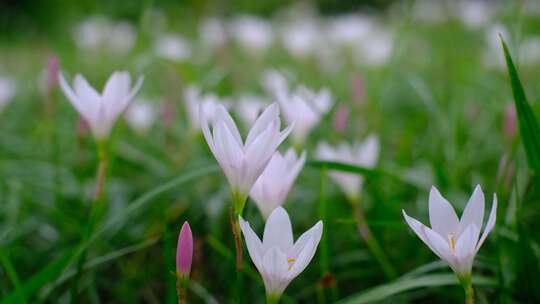 花丛鲜花