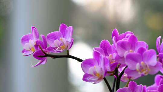 春天盛开紫色兰花特写镜头