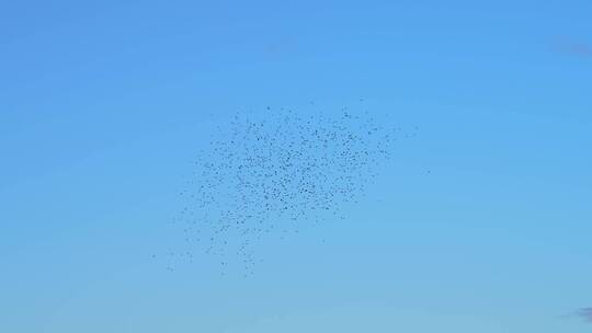 天空中飞翔的鸟群