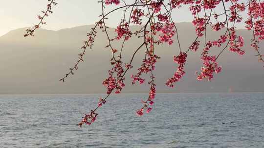湖边樱花大理洱海樱花
