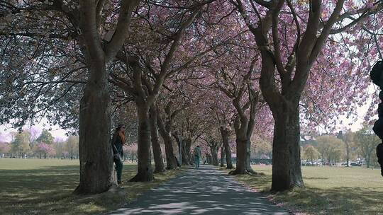 女人穿梭在樱花树下
