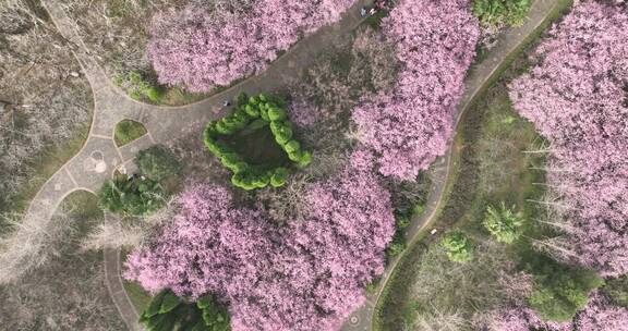 洛阳隋唐遗址植物园开元大道春天公园道路