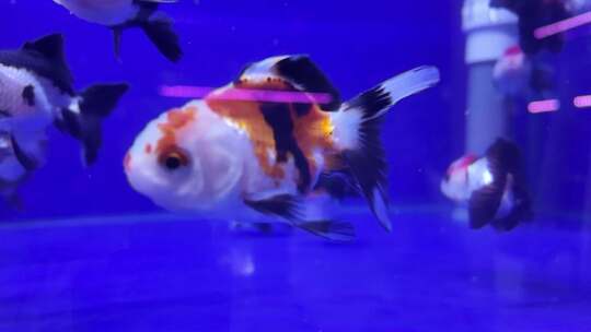水族馆的鱼