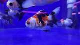 水族馆的鱼高清在线视频素材下载