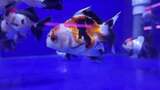 水族馆的鱼高清在线视频素材下载