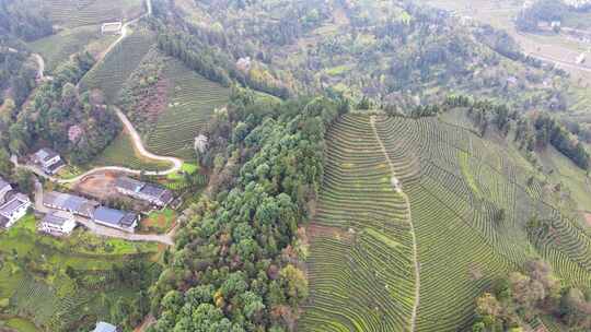 大山里的绿色茶园美景景色航拍