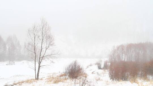 大兴安岭林区红柳春雪风景