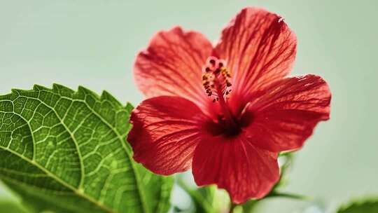 红色花朵微距特写