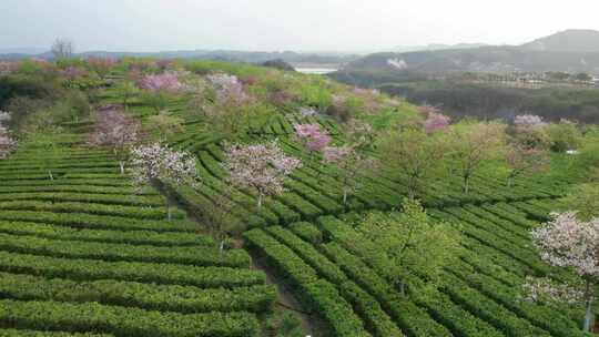 湖南省郴州市高椅岭樱花茶园4k航拍风光