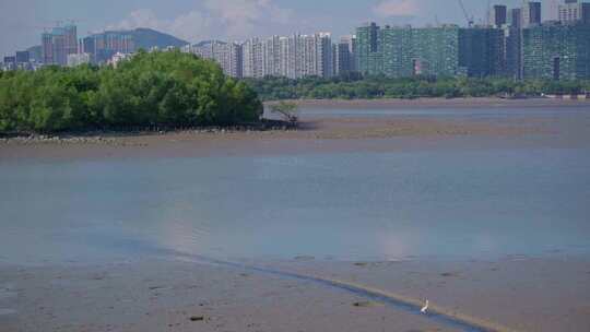 深圳湾滨海栈道，红树林生态海洋环境