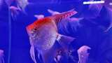 水族馆的鱼高清在线视频素材下载