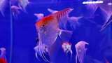 水族馆的鱼高清在线视频素材下载