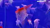 水族馆的鱼高清在线视频素材下载