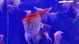 水族馆的鱼高清在线视频素材下载
