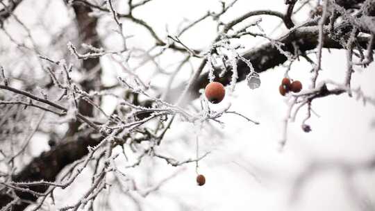 冬天积雪覆盖的苹果树上挂着的萎缩小苹果