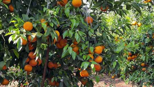 沃柑水果橙子橘子果实果园视频素材模板下载