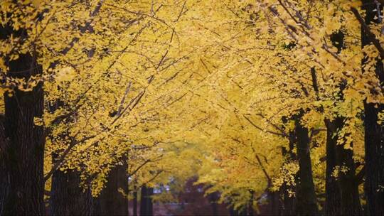 秋天的银杏树公园