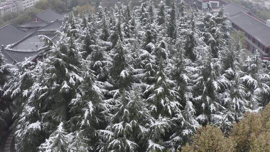 雪中的西安大雁塔雪景