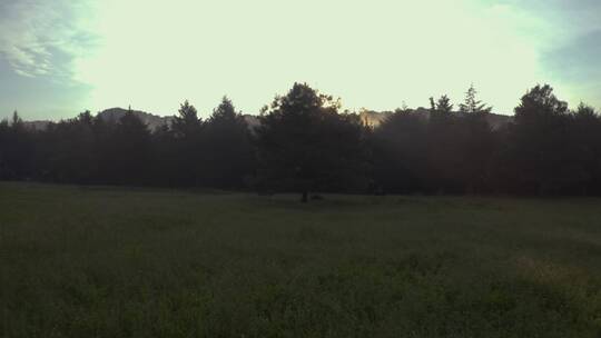 日出时分_云雾林中的草甸上的一棵树