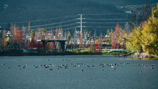 秋季唯美自然空景湖水野鸭