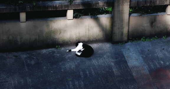 户外懒洋洋的黑白猫咪