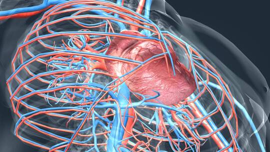 3D人体器官心脏医学动画