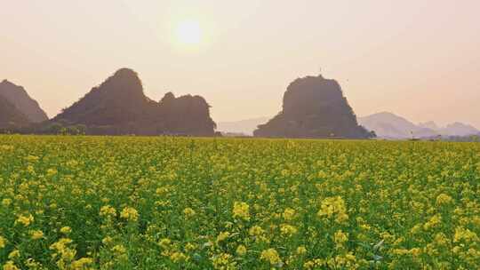 油菜花 春暖花开